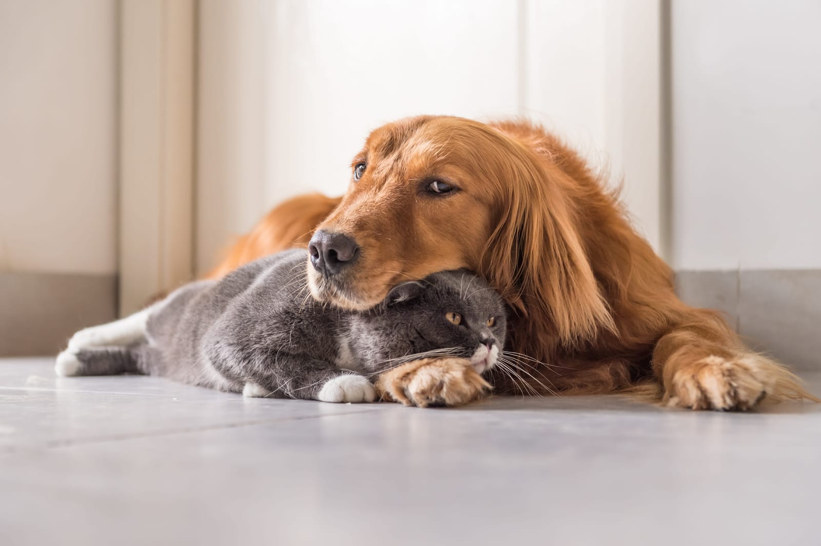 Warning Signs of Carbon Monoxide Poisoning in Dogs and Cats