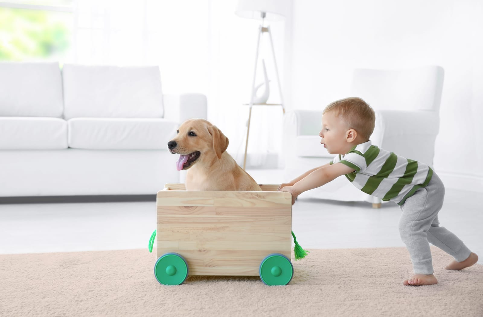 Child pushing cart with dog in it