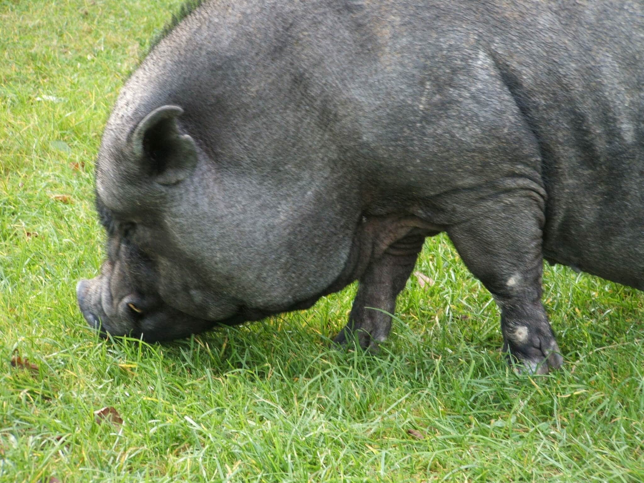 A Potbelly Pig named George, an Agent, a Seller, and a Home Inspector