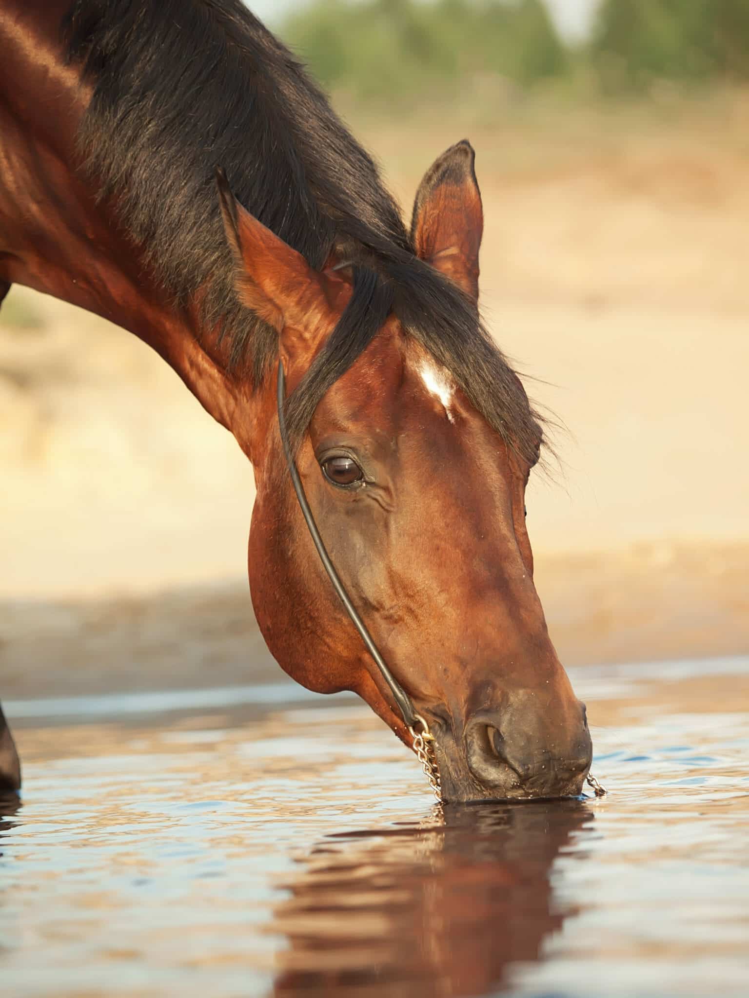 Horse drinking water