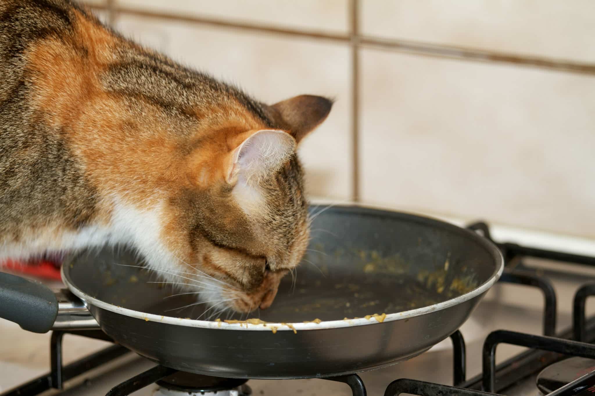 Pet odors and pets hurt the sale of a house