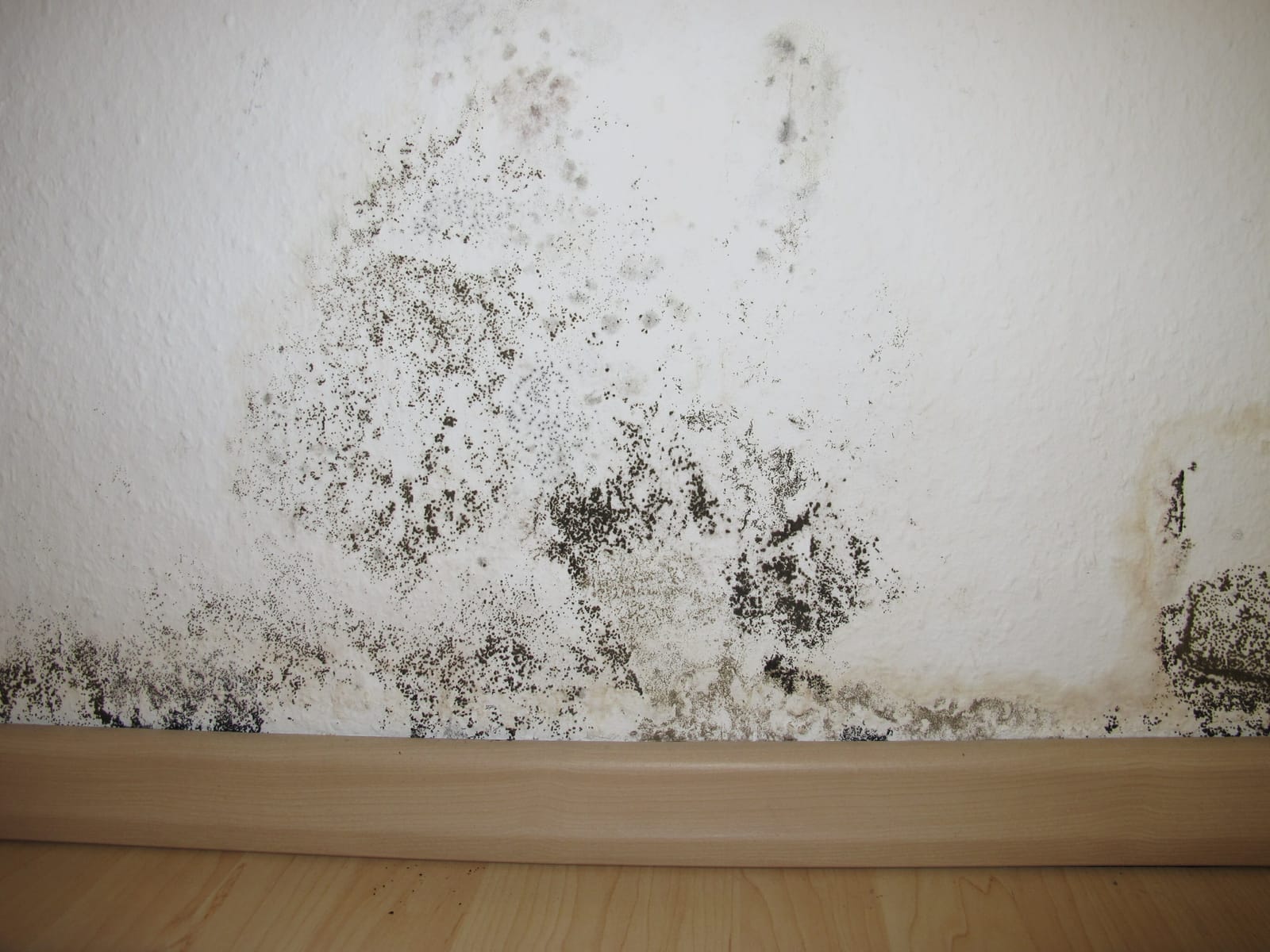 How To Get Rid Of Mold In A House, Plus Legal Requirements