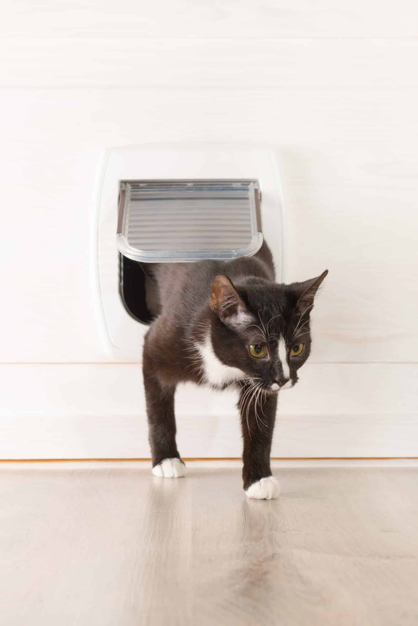 Pet Door In The Fire Door