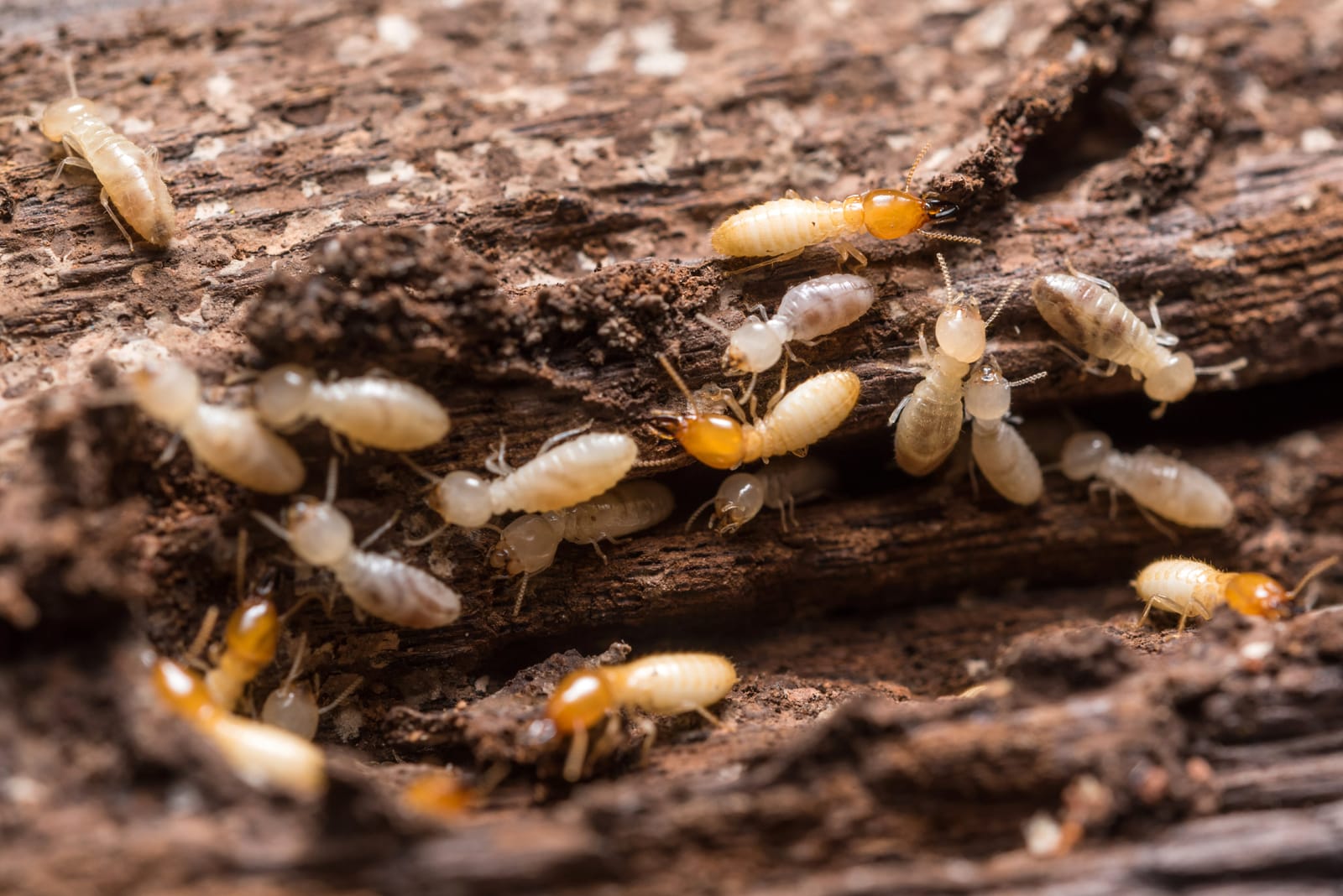 Termite