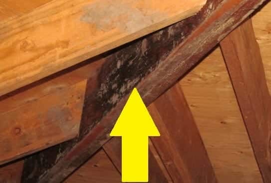 Is Lumberyard Mold In A Home Serious?