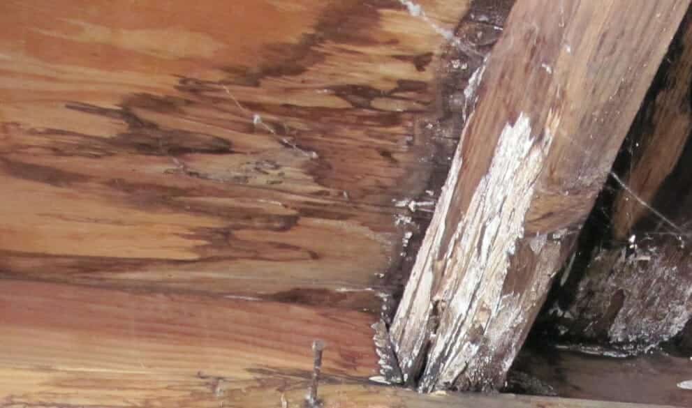 Mold Causing Structural Damage Referred To As “Building Cancer”