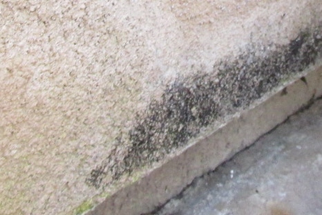 Mold on stucco wall