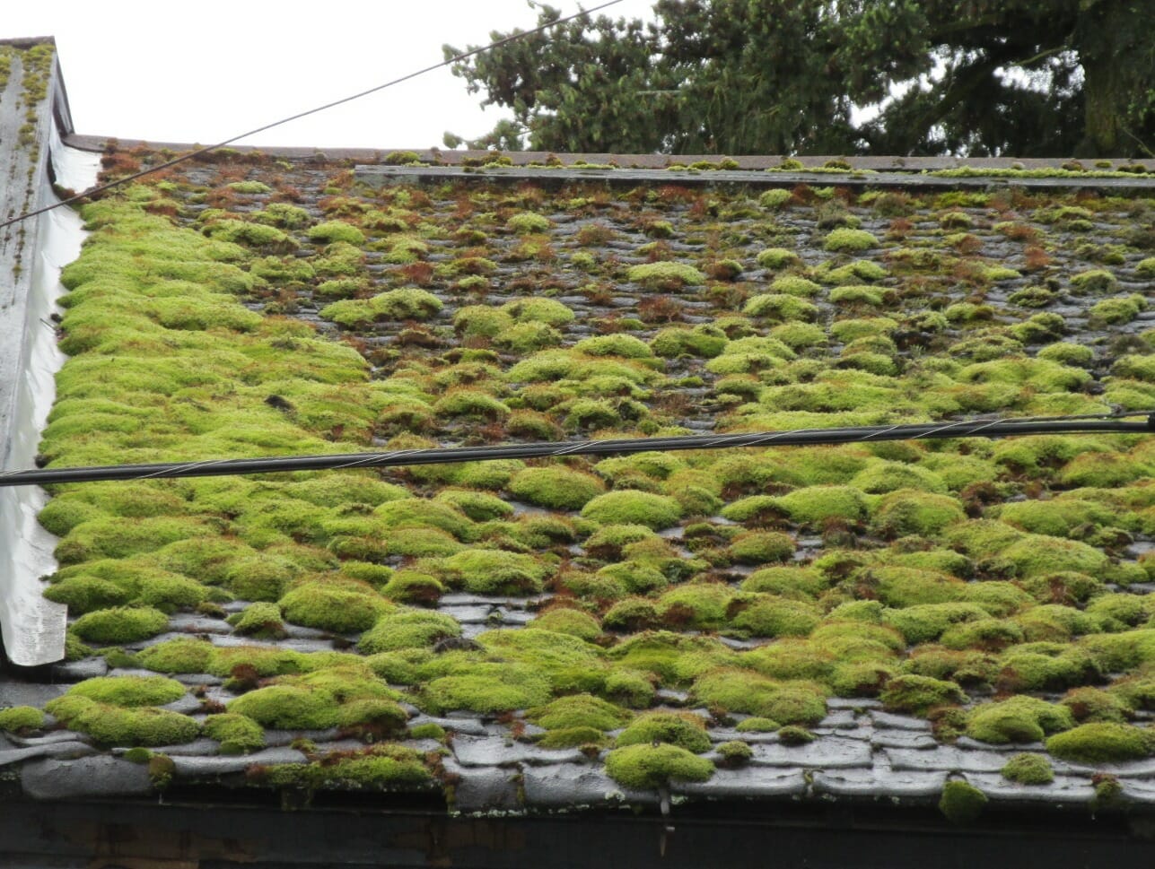 Roof moss