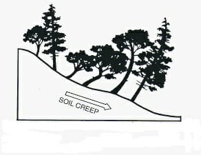 Slope creep with leaning trees dog legged shape