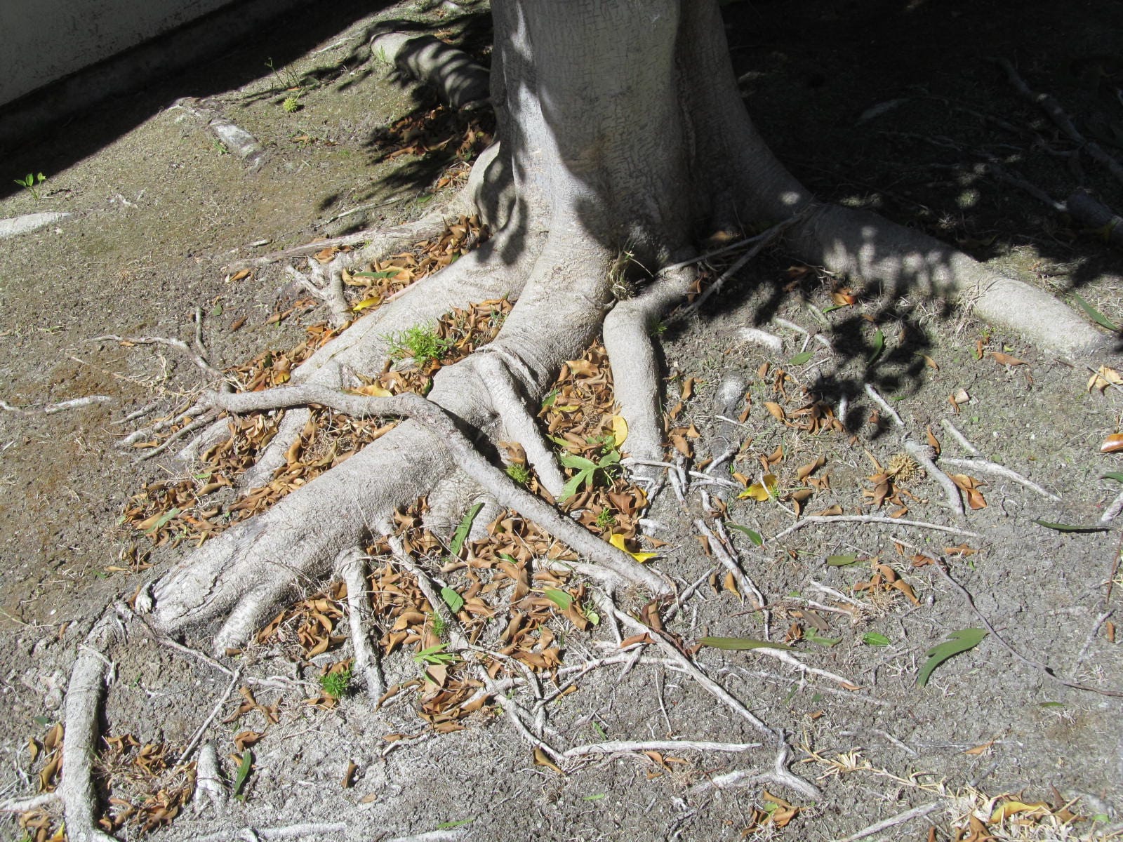 Tree Roots Can Damage Sewer Lines, Crack Foundations and Concrete Slabs - What To Do