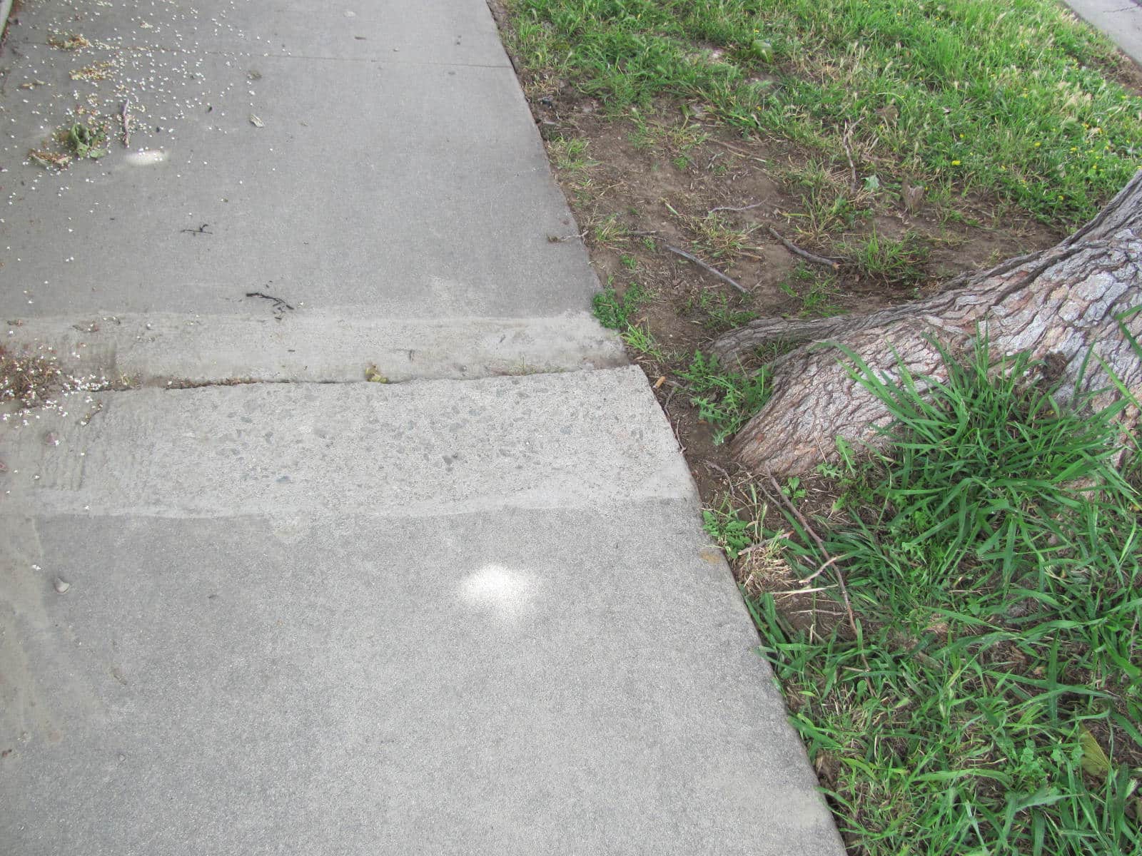 Tree Root Damage and Causes