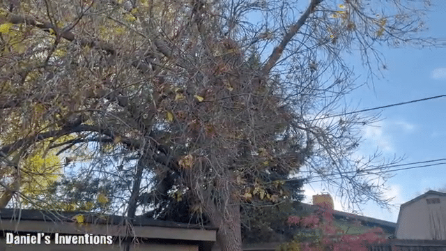 A large tree with few remaining leaves stands under a partially cloudy sky, intersected by overhead wires. A label reading