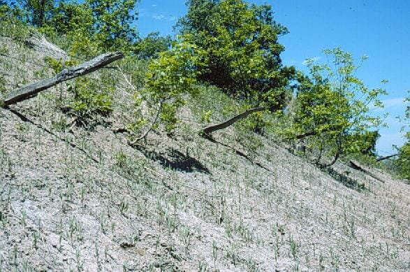 Leaning fence indicates slope creep and soil movement